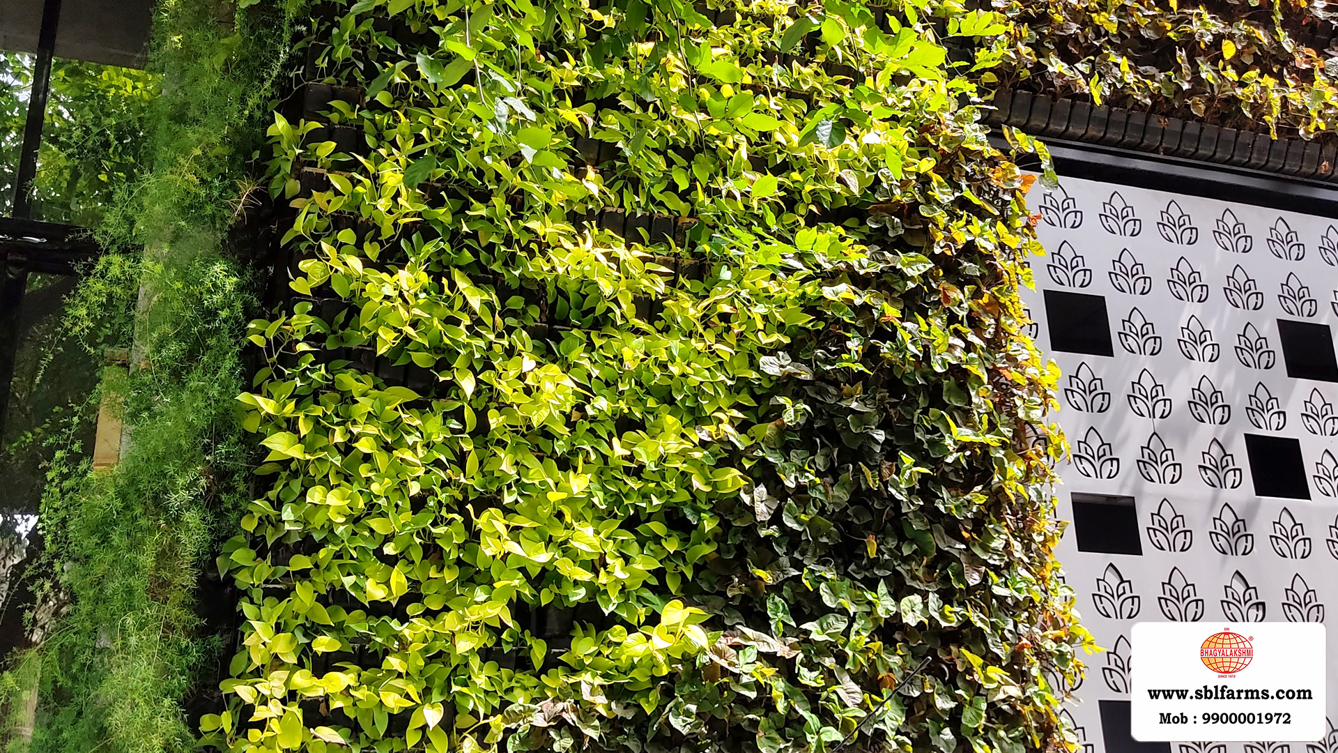 Sbl Farms Green walls and Living walls, Vertical Garden, Bio Curtains,Green wall or vertical garden installed  for Le Foliage hotel  in JP Nagar Bangalore from Sri bhagyalakshmi Farms